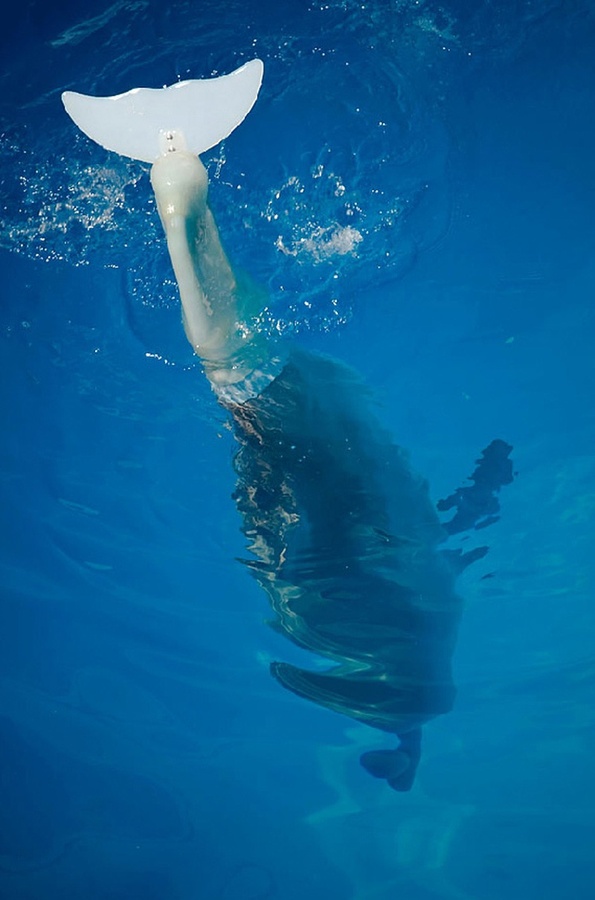 Первый дельфин с искусственным хвостом (3 фото)