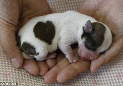 Любвеобильный щенок (3 фото)