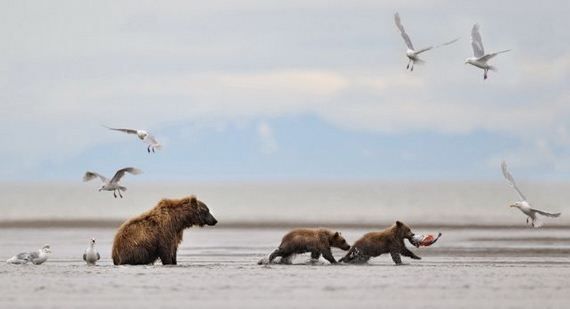 Русские медведи (21 фото)