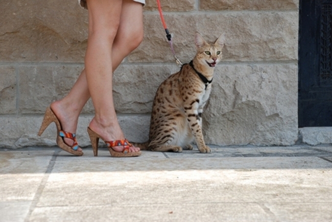 Cамый высокий кот в мире (12 фото)