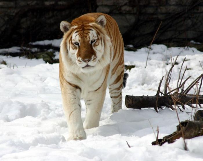 Необычный окрас тигра (6 фото)