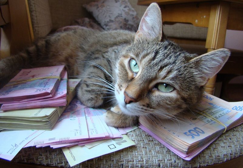 Коты и деньги (50 фото)