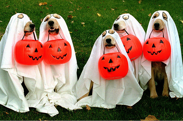 Животные тоже празднуют Halloween (29 фото)