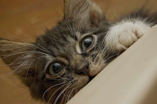 Фотосет забавного котенка (17 фото)
