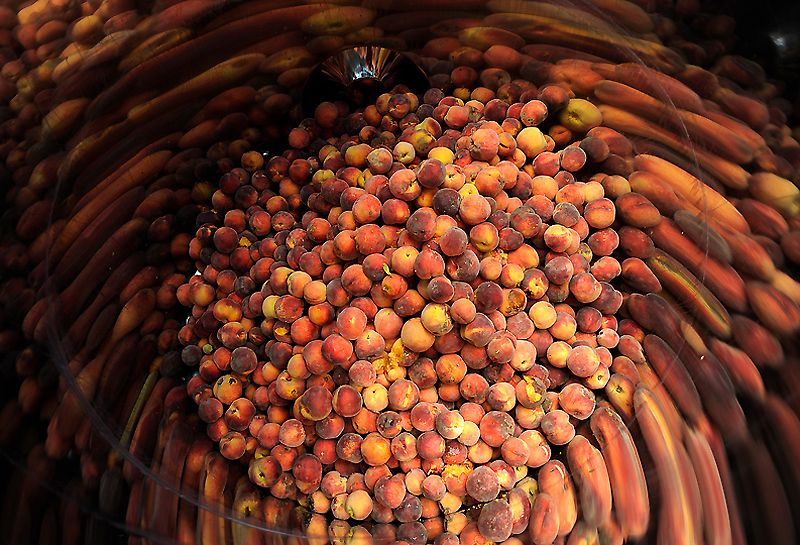 Персики отражаются в стенках контейнера, в котором они будут томиться и бродить. Чтобы приготовить одну br бутылку местного фирменного бренди «Eau de Vie» (Влага жизни) необходимо 11 кило персиков. br Бренди полностью натуральный и изготавливается вручную.