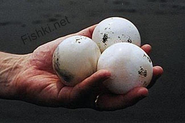 Фото-загадка: отгадайте чьи это яйца? (5 фото)