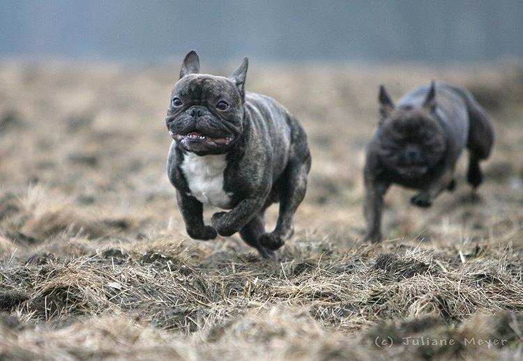 Собаки за игрой — красивые стоп-кадры (102 фото)