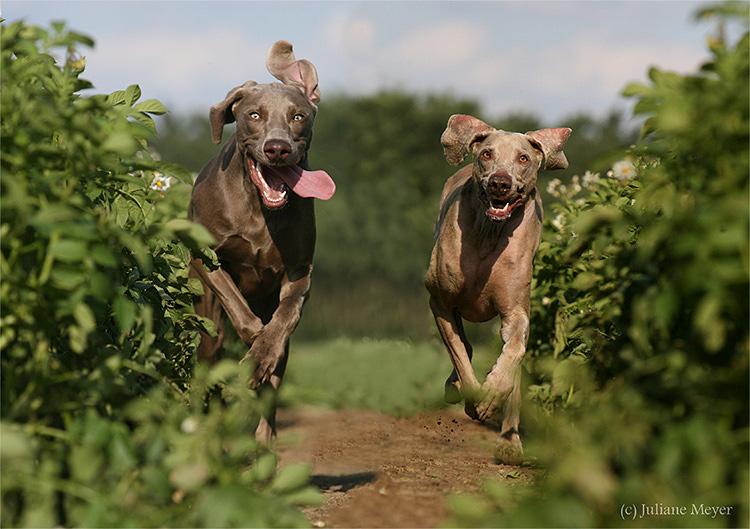 Собаки за игрой — красивые стоп-кадры (102 фото)