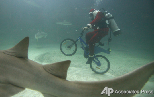 Джакарта, Индонезия. Санта-экстремал катается на велосипеде по дну аквариума с акулами