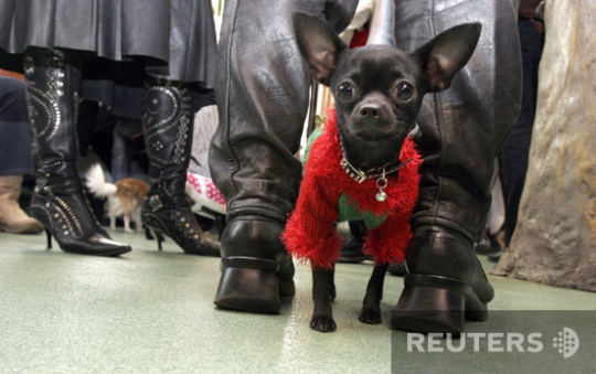 ью-Йоркский чихуахуа прибыл на ежегодную рождественскую вечеринку для собак в Happy Paws Dog Resort в тематическом костюме