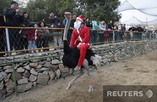 Олени - это вчерашний день. Санта-Клаус из Вухана, Китай, передвигается на страусе 