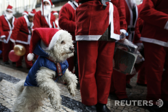 В благотворительном забеге Санта-Клаусов в Порто принимают участие не только люди