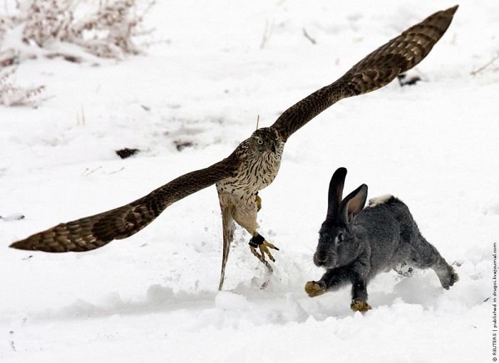 Охота на кроликов (9 фото) 