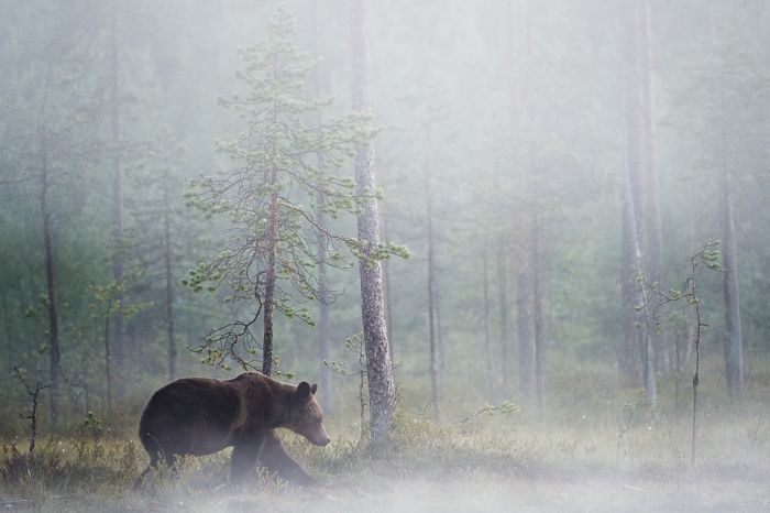 Медвежья жизнь (20 фото)