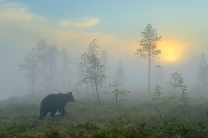 Медвежья жизнь (20 фото)