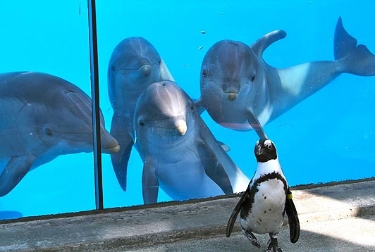 тигр, дельфин, пингвин
