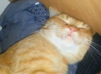 Смотреть онлайн